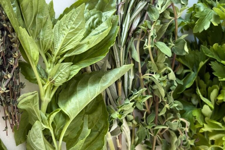 Fresh basil, thyme, rosemary, oregano, sage, and parsley arranged side by side on a white surface for an Italian cooking herb guide.